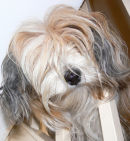 TIBETAN TERRIER READY FOR GROOMING